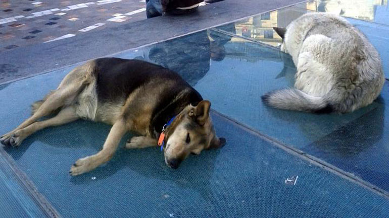 Ενστάσεις από τους φιλόζωους για το υπό διαβούλευση νομοσχέδιο για τα δεσποζόμενα και αδέσποτα ζώα