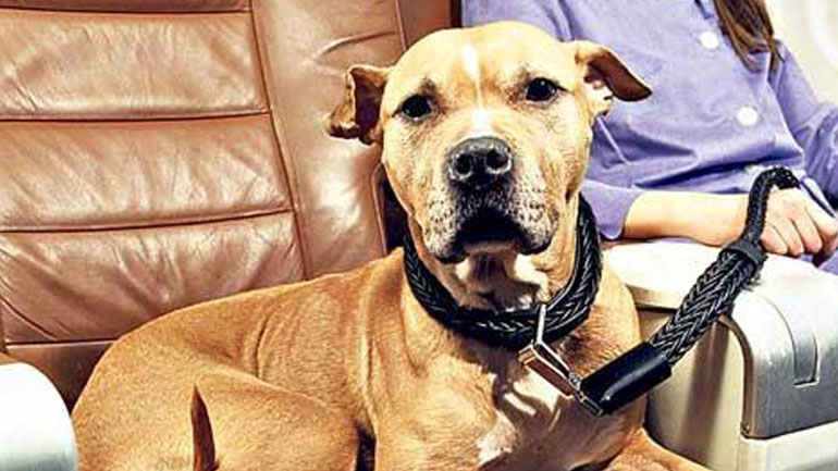 Ταξιδεύω αεροπορικώς με τον σκύλο μου!