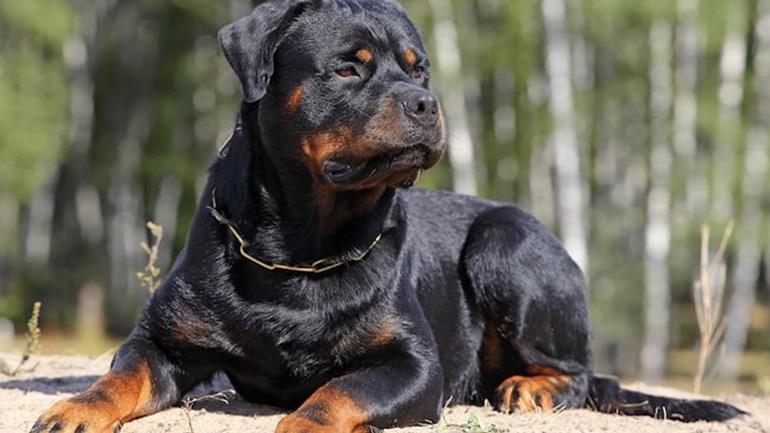 Ποσό άνω των 150.000 ευρώ θα λάβει η μητέρα του μικρού Στάθη που έχασε την ζωή του από επίθεση ροτβάιλερ