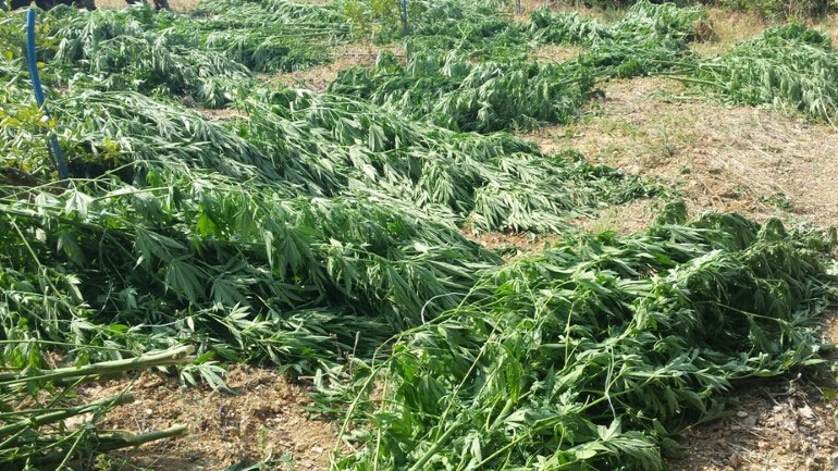 Βρήκαν τους ιδιοκτήτες της χασισοφυτείας στον Μυλοπόταμο