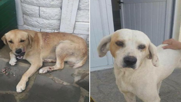 Καταγγελία: Στο στρατόπεδο της Κόνιτσας σκότωσαν πρόσφατα άλλα δύο σκυλιά με φόλα Καταγγελία: Στο στρατόπεδο της Κόνιτσας σκότωσαν πρόσφατα άλλα δύο σκυλιά με φόλα