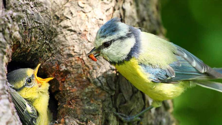 Έχουν και τα πουλιά συντακτικό στη γλώσσα τους!