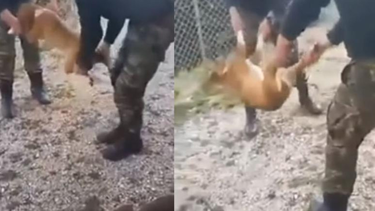 Συγγνώμη ζητούν οι νεαροί για τον βασανισμό του σκύλου σε στρατόπεδο