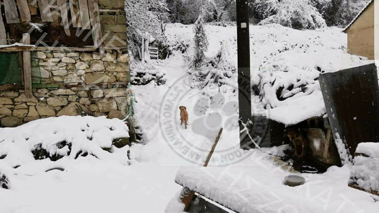 Εντοπίστηκε ο σκύλος που κακοποίησαν οι στρατιώτες – Τον είχε χάσει ο ιδιοκτήτης του