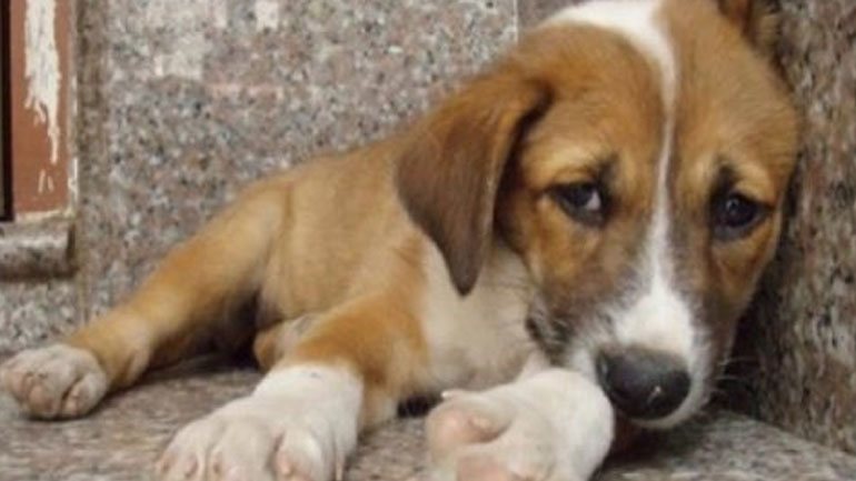 Δήμος Αθηναίων: «Το νομοσχέδιο για τα ζώα δεν γινόταν παρά να αποσυρθεί»