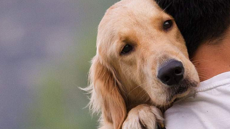 Β. Αποστόλου: Αποσύρεται το ν/σ για τα ζώα συντροφιάς