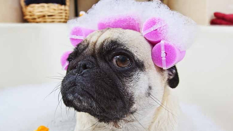 Πώς θα κάνετε το μπάνιο του σκύλου σας την τέλεια εμπειρία;