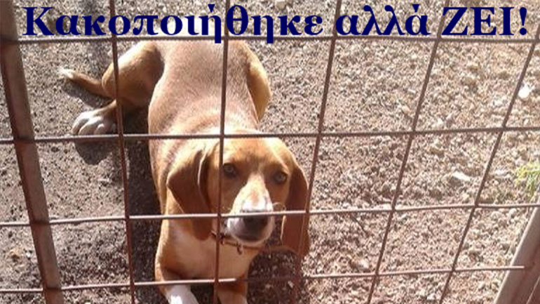 «Τουϊτέρατα»