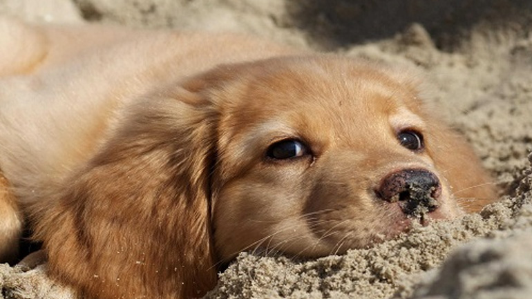 Ανακοίνωση του Δ. Αθηναίων για την απόσυρση του ν/σ για τα ζώα