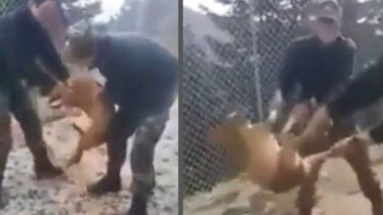 Δεν βρέθηκε τελικά το σκυλάκι που κακοποίησαν οι φαντάροι στην Κόνιτσα