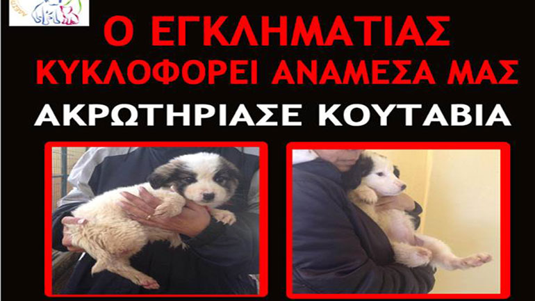 Καταγγελία στη Λάρισα: Ακρωτηρίασαν κουτάβια για να χρησιμοποιήσουν τα μέλη τους σε τελετές μαύρης μαγείας