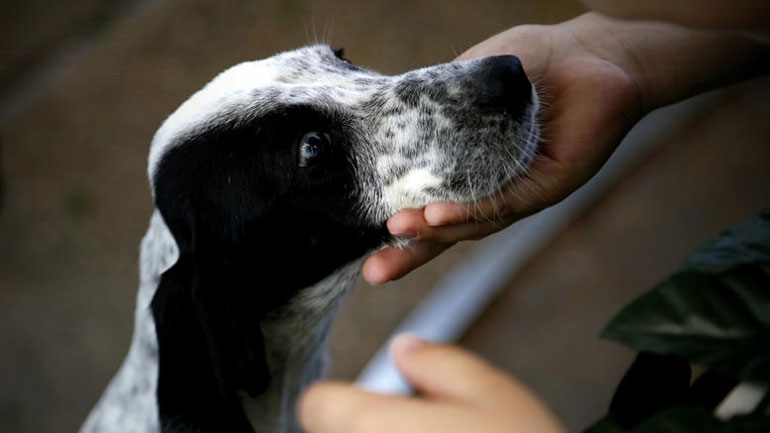 Οι διατάξεις νομοσχεδίου για τα ζώα – Αντιδράσεις από φιλόζωους Οι διατάξεις νομοσχεδίου για τα ζώα – Αντιδράσεις από φιλόζωους