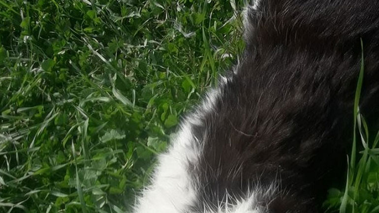 Βασανισμός γάτας με ψαροντούφεκο στην Καρδίτσα