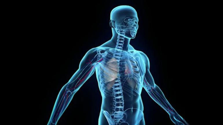 Ανακαλύφθηκε ένα νέο μεγάλο «αόρατο» όργανο στο ανθρώπινο σώμα