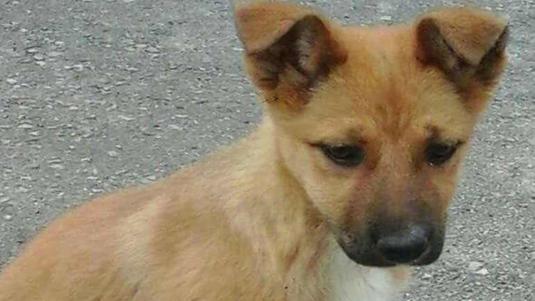 Δίνονται για υιοθεσία δύο ημίαιμα Μαλινουά στην Κατερίνη Δίνονται για υιοθεσία δύο ημίαιμα Μαλινουά στην Κατερίνη