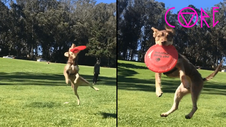 Ο Michael Jordan των σκύλων