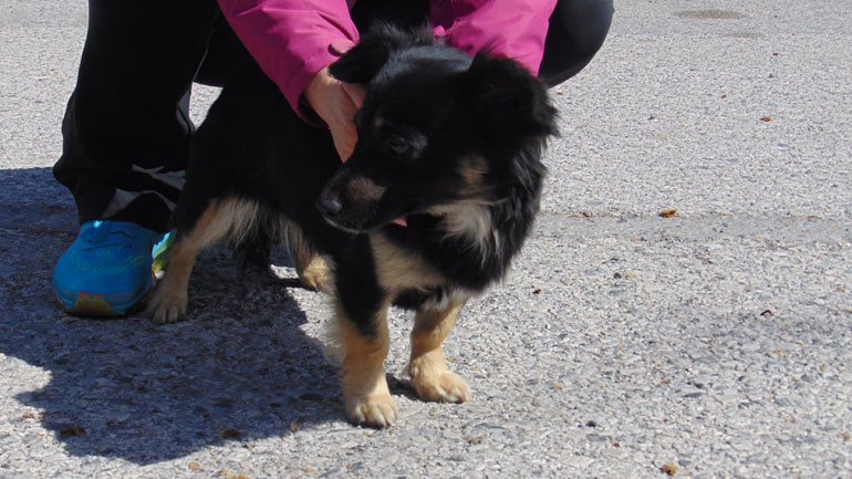 Κατερίνη: Δίνεται για υιοθεσία κουτάβι που εγκαταλείφθηκε