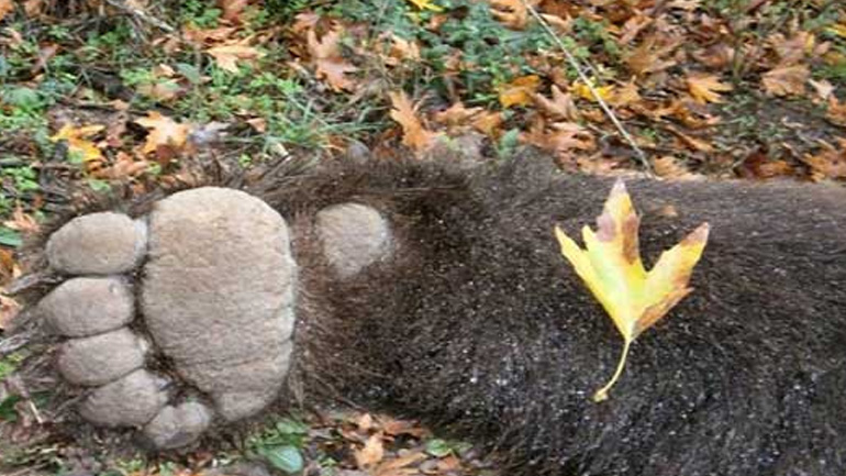 Νεκρή αρκούδα έπειτα από τροχαίο