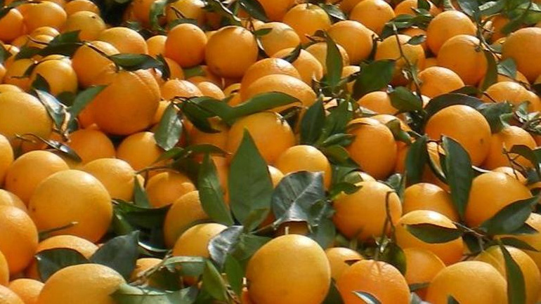 Δέσμευση φρούτων σε επιχείρηση του Ρέντη