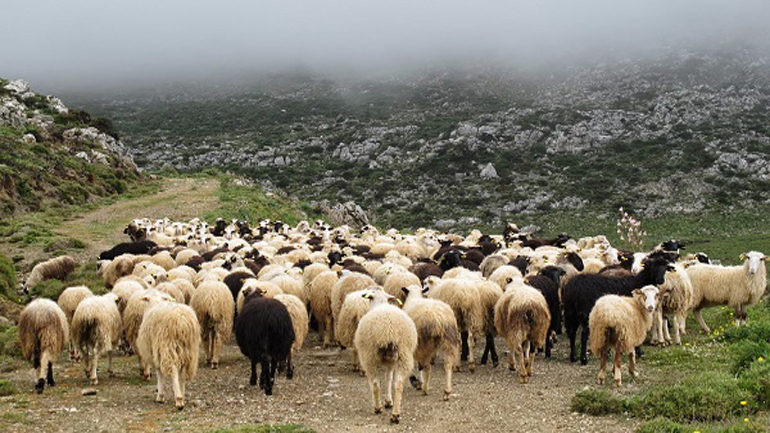 Συνελήφθη επειδή έσφαξε 100 πρόβατα
