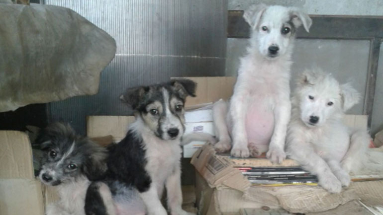 Δίνονται για υιοθεσία σκυλάκια που έχασαν τη μάνα τους στη γέννα