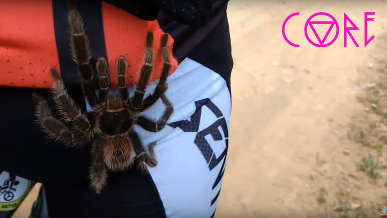 Ταραντούλα ανεβαίνει στο πόδι ενός ποδηλάτη