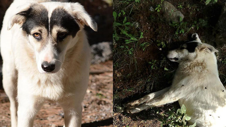 Κριεκούκι Αττικής: Επικηρύχθηκαν οι δολοφόνοι τουλάχιστον 40 ζώων με 5.000 ευρώ Κριεκούκι Αττικής: Επικηρύχθηκαν οι δολοφόνοι τουλάχιστον 40 ζώων με 5.000 ευρώ