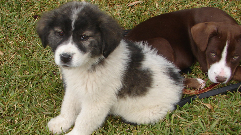 Η Αθηνά αναζητεί οικογένεια