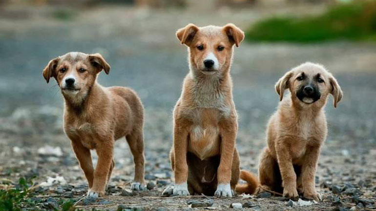 Φιλοζωικές ομοσπονδίες ζητούν την οριστική απόσυρση του νομοσχεδίου για τα αδέσποτα