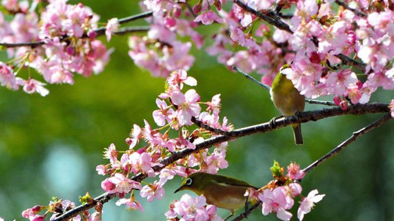 Κατάθλιψη: Γιατί επιδεινώνεται την άνοιξη;