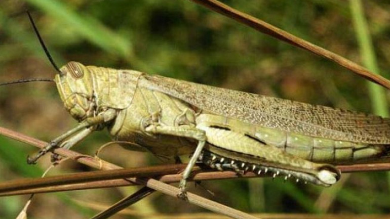Σμήνη ακριδών απειλούν τις καλλιέργειες στη Λέσβο