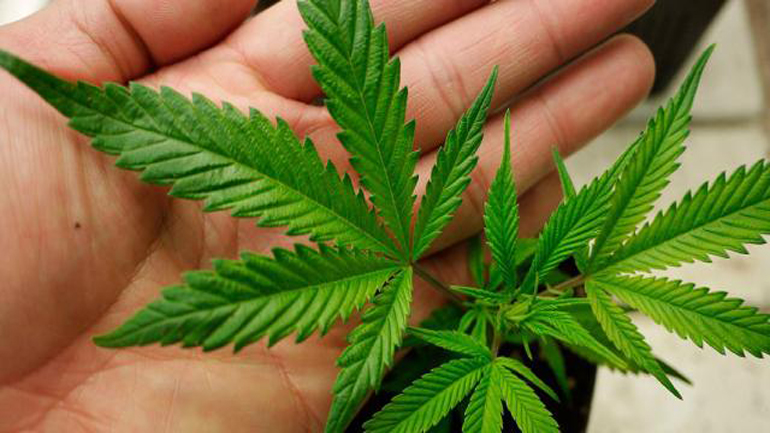 Ταΰγετος: Ετοίμαζαν πρώιμη χασισοφυτεία 355 δενδρυλλίων