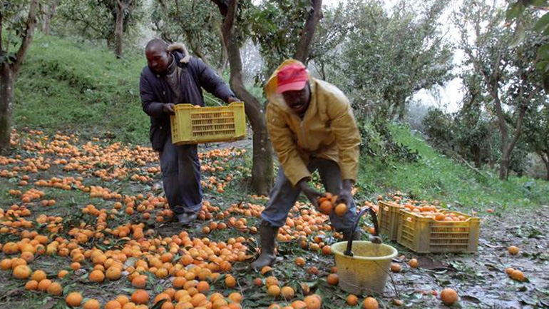 Ιταλία: Τα πορτοκάλια της μαφίας