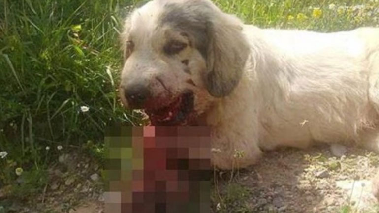 Φρίκη στην Καλαμάτα – Έβαλαν κροτίδες μέσα στο στόμα σκύλου