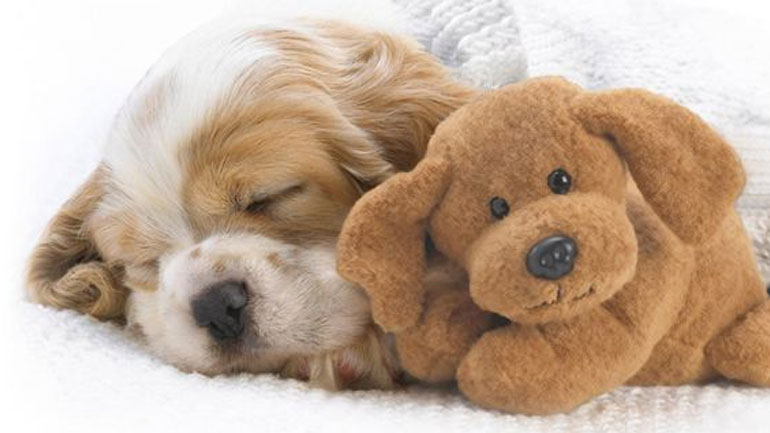 Οι επιστήμονες βρήκαν τι ονειρεύονται τα σκυλιά!