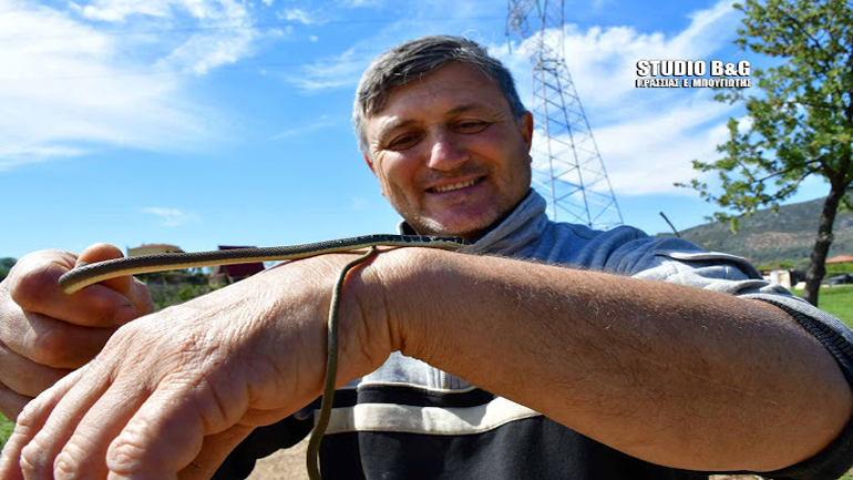 Ναύπλιο: Ένα φίδι που δεν το λέγανε… Διαμαντή