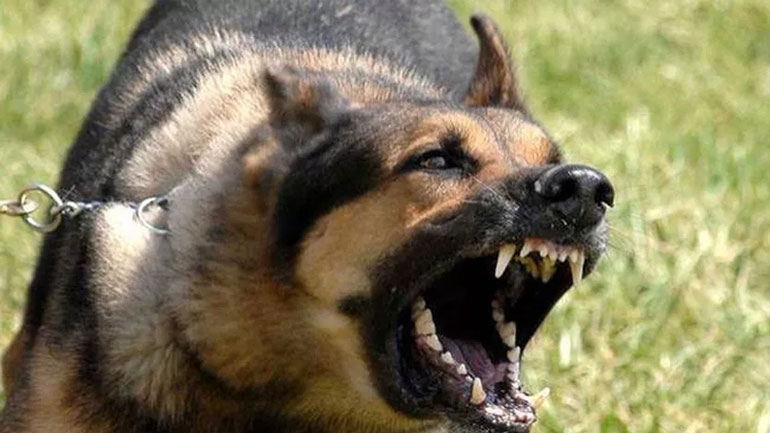 Στο χειρουργείο αγοράκι 6,5 ετών από δάγκωμα σκύλου Στο χειρουργείο αγοράκι 6,5 ετών από δάγκωμα σκύλου