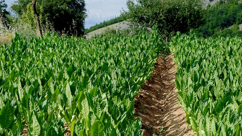 «Στροφή» στον βιολογικό καπνό – Στα 5.000 στρέμματα η μέχρι τώρα καλλιέργειά του «Στροφή» στον βιολογικό καπνό – Στα 5.000 στρέμματα η μέχρι τώρα καλλιέργειά του