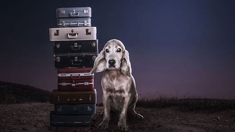 Πώς να κρατήσετε τον σκύλο σας ασφαλή ενώ ταξιδεύετε με το αυτοκίνητο