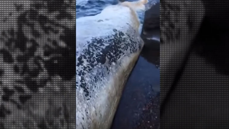 Φάλαινα εννέα μέτρων ξεβράστηκε σε παραλία στη Σαντορίνη