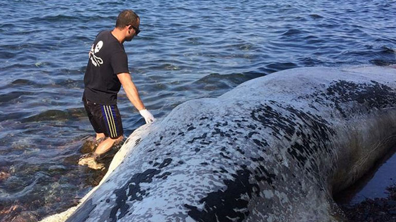 Σαντορίνη: Νεκρή φάλαινα 9 μέτρων ξεβράστηκε σε παραλία Σαντορίνη: Νεκρή φάλαινα 9 μέτρων ξεβράστηκε σε παραλία