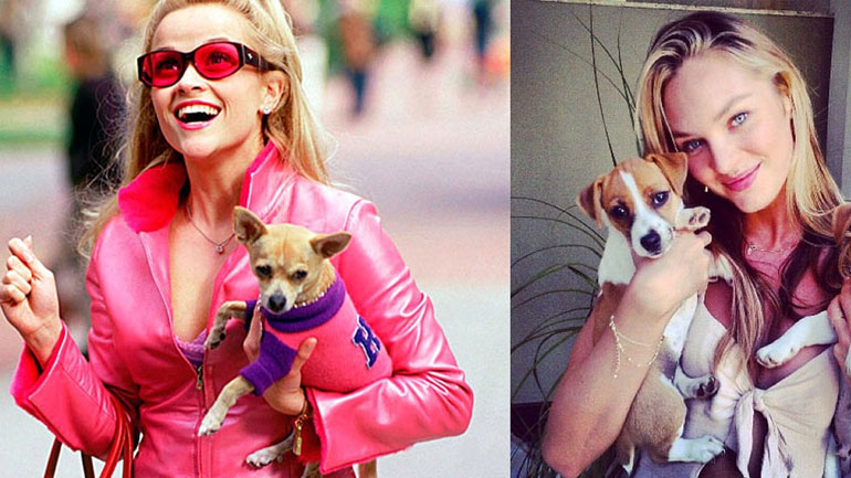 Οι αγαπημένες ράτσες σκυλιών των stars