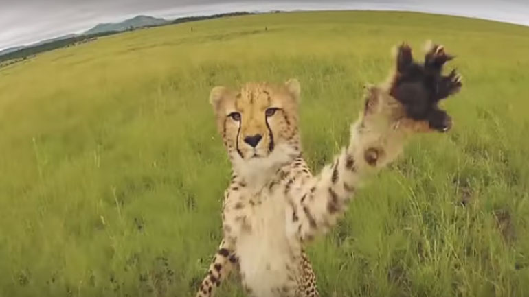 Πώς αντιδρούν τα άγρια ζώα όταν ένα drone τα πλησιάζει;