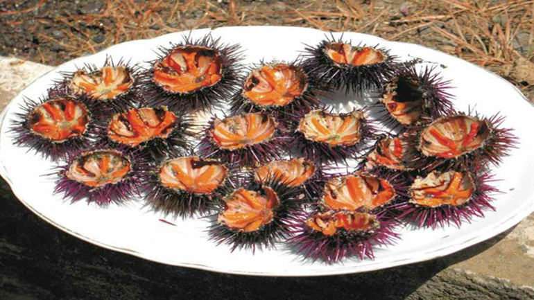 Ψάρευαν παράνομα… αχινούς