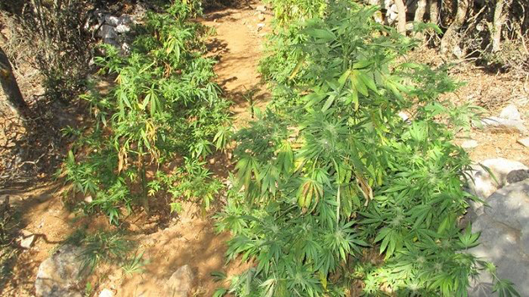 Βρήκαν «ορφανή» φυτεία χασίς