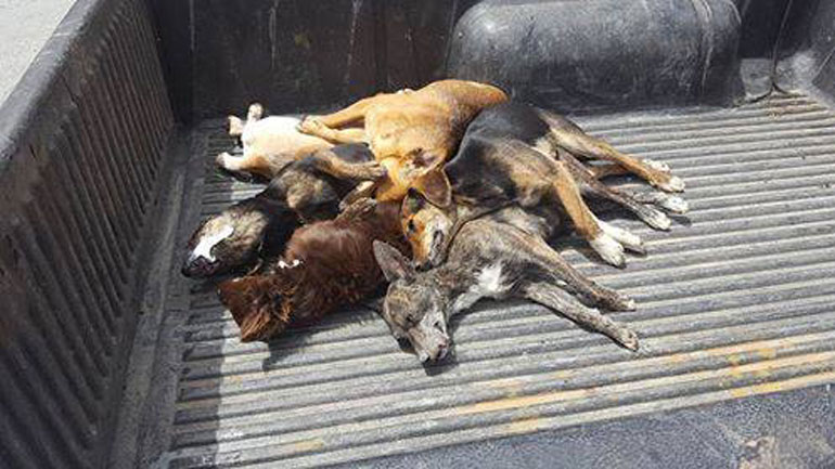 Ηράκλειο: Επικήρυξαν τον δράστη που σκότωσε με φόλες περισσότερα από 10 σκυλιά