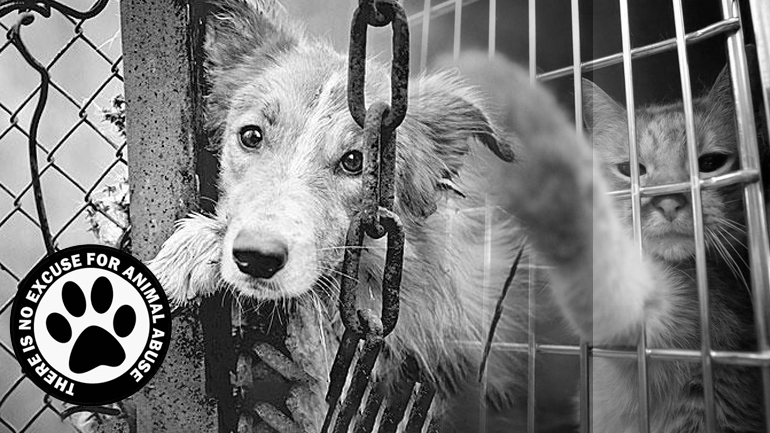 Σε έξαρση τα περιστατικά κακοποίησης ζώων – Τα επίσημα στοιχεία της ΕΛ.ΑΣ.