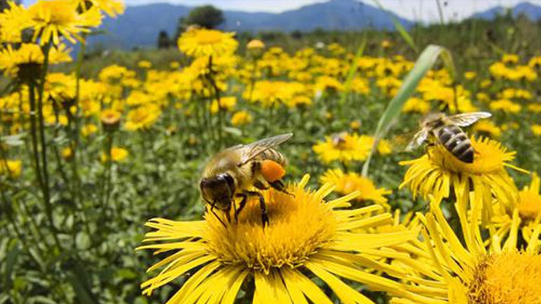 Τι πρέπει να κάνουμε εάν ο σκύλος μας τσιμπηθεί από μέλισσα