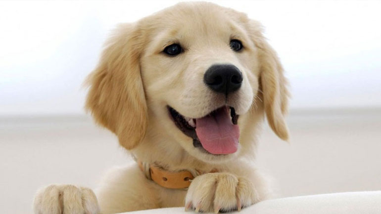 Τι είναι ο τυμπανισμός στον σκύλο