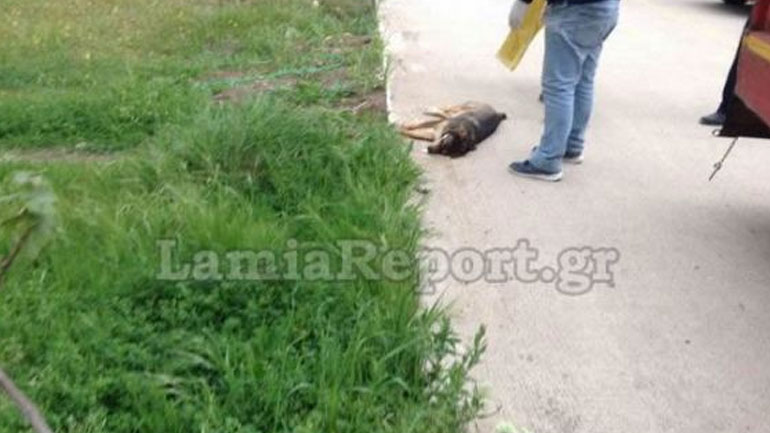 Μαζική δολοφονία αδέσποτων ζώων στη Λαμία